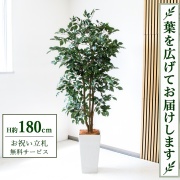 【すぐ飾れる】 フェイクグリーン フィカス ベンジャミン H約180cm 大型 鉢付き / 法人・開店祝い 店舗・オフィス装飾 空間演出 立札無料・造花/PG1007-Q25WH