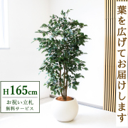 【すぐ飾れる】 フェイクグリーン フィカス ベンジャミン 165cm  鉢付き / 法人・開店祝い 店舗・オフィス装飾 空間演出 立札無料・造花/PG1007-ROM43IV