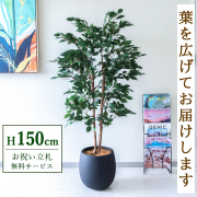 【すぐ飾れる】 フェイクグリーン フィカス ベンジャミン 150cm  鉢付き / 法人・開店祝い 店舗・オフィス装飾 空間演出 立札無料・造花/PG1008-BAL30BK