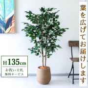 【すぐ飾れる】 フェイクグリーン フィカス ベンジャミン 135cm  鉢付き / 法人・開店祝い 店舗・オフィス装飾 空間演出 立札無料・造花/PG1008-KAO27LB