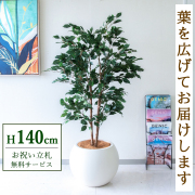 【すぐ飾れる】 フェイクグリーン フィカス ベンジャミン 145cm  鉢付き / 法人・開店祝い 店舗・オフィス装飾 空間演出 立札無料・造花/PG1008-ROM43IV