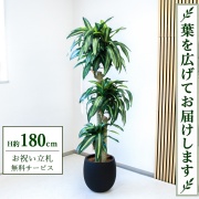 【すぐ飾れる】 フェイクグリーン 幸福の木 ドラセナ マッサンゲアナ H約180cm 大型 鉢付き / 法人・開店祝い 店舗・オフィス装飾 空間演出 立札無料・造花/PG1011-BAL35BK