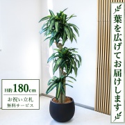 【すぐ飾れる】 フェイクグリーン 幸福の木 ドラセナ マッサンゲアナ H約180cm 大型 鉢付き / 法人・開店祝い 店舗・オフィス装飾 空間演出 立札無料・造花/PG1011-D42BK