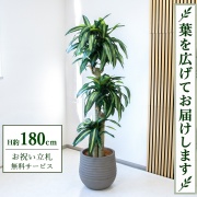 【すぐ飾れる】 フェイクグリーン 幸福の木 ドラセナ マッサンゲアナ H約180cm 大型 鉢付き / 法人・開店祝い 店舗・オフィス装飾 空間演出 立札無料・造花/PG1011-J40