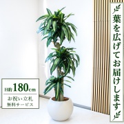 【すぐ飾れる】 フェイクグリーン 幸福の木 ドラセナ マッサンゲアナ H約180cm 大型 鉢付き / 法人・開店祝い 店舗・オフィス装飾 空間演出 立札無料・造花/PG1011-ROM43IV