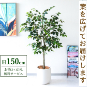 【すぐ飾れる】 フェイクグリーン フィカス ベンジャミン 150cm  鉢付き / 法人・開店祝い 店舗・オフィス装飾 空間演出 立札無料・造花/PG1012-CHC29IV