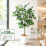 【すぐ飾れる】 フェイクグリーン フィカス ベンジャミン 150cm  鉢付き / 法人・開店祝い 店舗・オフィス装飾 空間演出 立札無料・造花/PG1012-CHC29IV