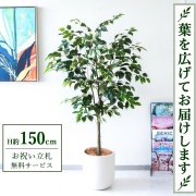 【すぐ飾れる】 フェイクグリーン フィカス ベンジャミン H約150cm 鉢付き / 法人・開店祝い 店舗・オフィス装飾 空間演出 立札無料・造花/PG1012-CHC29IV