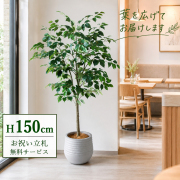 【すぐ飾れる】 フェイクグリーン フィカス ベンジャミン 150cm  鉢付き / 法人・開店祝い 店舗・オフィス装飾 空間演出 立札無料・造花/PG1012-J30
