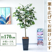 【すぐ飾れる】 フェイクグリーン フィカス ベンジャミン 170cm  大型 鉢付き / 法人・開店祝い 店舗・オフィス装飾 空間演出 立札無料・造花/PG1012-Q25BK