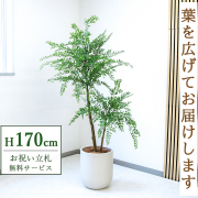 【すぐ飾れる】 フェイクグリーン トネリコ 170cm  大型 鉢付き / 法人・開店祝い 店舗・オフィス装飾 空間演出 立札無料・造花/PG1013-CHC33IV