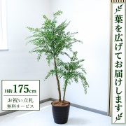 【すぐ飾れる】 フェイクグリーン トネリコ H約175cm 大型 鉢付き / 法人・開店祝い 店舗・オフィス装飾 空間演出 立札無料・造花/PG1013-M30DB