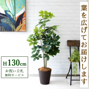 【すぐ飾れる】 フェイクグリーン シェフレラ カポック 130cm 鉢付き / 法人・開店祝い 店舗・オフィス装飾 空間演出 立札無料・造花/PG105-B240BR