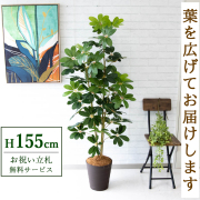 【すぐ飾れる】 フェイクグリーン シェフレラ カポック 155cm 鉢付き / 法人・開店祝い 店舗・オフィス装飾 空間演出 立札無料・造花/PG106-B240BR