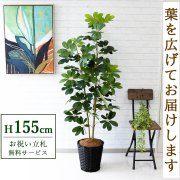 【すぐ飾れる】 フェイクグリーン シェフレラ カポック 155cm 鉢付き / 法人・開店祝い 店舗・オフィス装飾 空間演出 立札無料・造花/PG106-MEL26DB