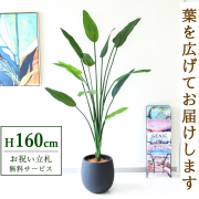【すぐ飾れる】 フェイクグリーン ストレチア 160cm  鉢付き / 法人・開店祝い 店舗・オフィス装飾 空間演出 立札無料・造花/PG122-BAL30BK