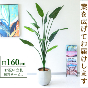 【すぐ飾れる】 フェイクグリーン ストレチア 160cm  鉢付き / 法人・開店祝い 店舗・オフィス装飾 空間演出 立札無料・造花/PG122-BAL30IV