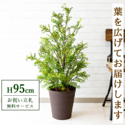 【すぐ飾れる】 フェイクグリーン シルクジャスミン 95cm 鉢付き / 法人・開店祝い 店舗・オフィス装飾 空間演出 立札無料・造花/PG141-B240BR