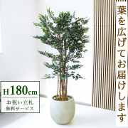 【すぐ飾れる】 フェイクグリーン トネリコツリー 180cm  大型 鉢付き / 法人・開店祝い 店舗・オフィス装飾 空間演出 立札無料・造花/PG146-BAL42IV