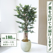 【すぐ飾れる】 フェイクグリーン トネリコツリー H約180cm 大型 鉢付き / 法人・開店祝い 店舗・オフィス装飾 空間演出 立札無料・造花/PG146-BAL42IV