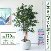 【すぐ飾れる】 フェイクグリーン トネリコツリー H約170cm 大型 鉢付き / 法人・開店祝い 店舗・オフィス装飾 空間演出 立札無料・造花/PG146-D42IV