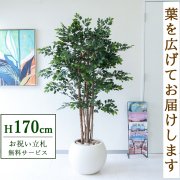 【すぐ飾れる】 フェイクグリーン トネリコツリー 170cm 大型 鉢付き / 法人・開店祝い 店舗・オフィス装飾 空間演出 立札無料・造花/PG146-ROM43IV