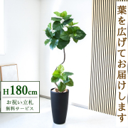 【すぐ飾れる】 フェイクグリーン フィカス ウンベラータ 180cm 大型 鉢付き / 法人・開店祝い 店舗・オフィス装飾 空間演出 立札無料・造花/PG150-ZAG32BK