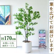 【すぐ飾れる】 フェイクグリーン ドウダンツツジ 170cm 大型 鉢付き / 法人・開店祝い 店舗・オフィス装飾 空間演出 立札無料・造花/PG158-CHC33IV