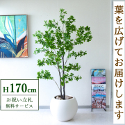 【すぐ飾れる】 フェイクグリーン ドウダンツツジ 170cm 大型 鉢付き / 法人・開店祝い 店舗・オフィス装飾 空間演出 立札無料・造花/PG158-ROM43IV