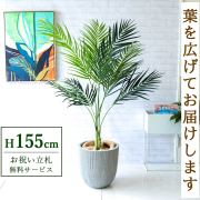 【すぐ飾れる】 フェイクグリーン アレカパーム 155cm 鉢付き / 法人・開店祝い 店舗・オフィス装飾 空間演出 立札無料・造花/PG165-FRA37WH