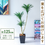 【すぐ飾れる】 フェイクグリーン ドラセナ 125cm 鉢付き / 法人・開店祝い 店舗・オフィス装飾 空間演出 立札無料・造花/PG173-Q20BK