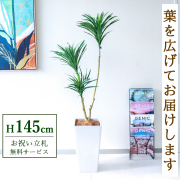 【すぐ飾れる】 フェイクグリーン ドラセナ 145cm 鉢付き / 法人・開店祝い 店舗・オフィス装飾 空間演出 立札無料・造花/PG173-Q25WH