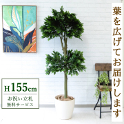 【すぐ飾れる】 フェイクグリーン フィカス ベンジャミン 155cm 鉢付き / 法人・開店祝い 店舗・オフィス装飾 空間演出 立札無料・造花/PG184-A300WH
