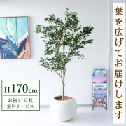 【すぐ飾れる】 フェイクグリーン フィカス ベンジャミン 170cm 大型 鉢付き / 法人・開店祝い 店舗・オフィス装飾 空間演出 立札無料・造花/PG186-ROM43IV