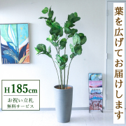 【すぐ飾れる】 フェイクグリーン フィカス ウンベラータ 185cm 大型 鉢付き / 法人・開店祝い 店舗・オフィス装飾 空間演出 立札無料・造花/PG190-ZAG32GY