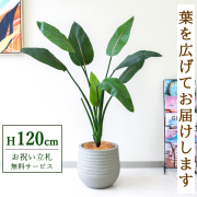 【すぐ飾れる】 フェイクグリーン ストレチア 120cm 鉢付き / 法人・開店祝い 店舗・オフィス装飾 空間演出 立札無料・造花/PG207-J30