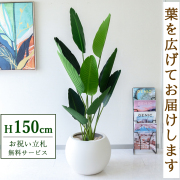 【すぐ飾れる】 フェイクグリーン オーガスタ 150cm 鉢付き / 法人・開店祝い 店舗・オフィス装飾 空間演出 立札無料・造花/PG208-ROM43IV