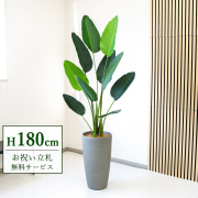 【すぐ飾れる】 フェイクグリーン オーガスタ 180cm  大型 鉢付き / 法人・開店祝い 店舗・オフィス装飾 空間演出 立札無料・造花/PG208-ZAG32GY