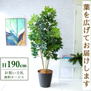 【すぐ飾れる】 フェイクグリーン シェフレラ カポック 190cm 大型 鉢付き / 法人・開店祝い 店舗・オフィス装飾 空間演出 立札無料・造花/PG228-M36DB