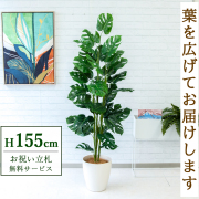 【すぐ飾れる】 フェイクグリーン スプリットフィロツリー 155cm 鉢付き / 法人・開店祝い 店舗・オフィス装飾 空間演出 立札無料・造花/PG231-A265WH