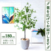 【すぐ飾れる】 フェイクグリーン ドウダンツツジ H約180cm 大型 鉢付き / 法人・開店祝い 店舗・オフィス装飾 空間演出 立札無料・造花/PG236-FRA37WH