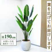 【すぐ飾れる】 フェイクグリーン オーガスタ 190cm 大型 鉢付き / 法人・開店祝い 店舗・オフィス装飾 空間演出 立札無料・造花/PG238-BAL42IV