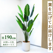 【すぐ飾れる】 フェイクグリーン オーガスタ 190cm 大型 鉢付き / 法人・開店祝い 店舗・オフィス装飾 空間演出 立札無料・造花/PG238-CHC33IV