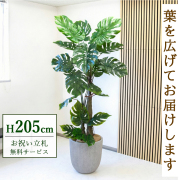 【すぐ飾れる】 フェイクグリーン モンステラ 205cm 大型 2分割 鉢付き / 法人・開店祝い 店舗・オフィス装飾 空間演出 立札無料・造花/PG239-FRA44WH