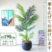 【すぐ飾れる】 フェイクグリーン アレカパーム 190cm 大型 鉢付き / 法人・開店祝い 店舗・オフィス装飾 空間演出 立札無料・造花/PG243-D42BK