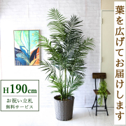 【すぐ飾れる】 フェイクグリーン アレカパーム 190cm 大型 鉢付き / 法人・開店祝い 店舗・オフィス装飾 空間演出 立札無料・造花/PG243-MEL38GY