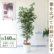 【すぐ飾れる】 フェイクグリーン フィカス ベンジャミン 160cm 鉢付き / 法人・開店祝い 店舗・オフィス装飾 空間演出 立札無料・造花/PG245-A265WH