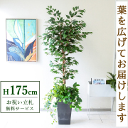 【すぐ飾れる】 フェイクグリーン フィカス ベンジャミン 175cm 大型 鉢付き / 法人・開店祝い 店舗・オフィス装飾 空間演出 立札無料・造花/PG245-Q25BK-UG1