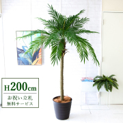 【すぐ飾れる】 フェイクグリーン フェニックス パームツリー ヤシの木 200cm 大型 2分割 鉢付き / 法人・開店祝い 店舗・オフィス装飾 空間演出 立札無料・造花/PG248-M36DB