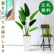 人工観葉植物 約150cm 白い鉢付き 人工観葉植物 約150cm 白い鉢付き - メルカリ